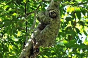 Manuel Antonio National Park Two toed Sloth2