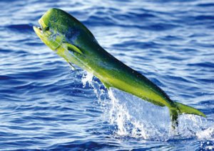 Fishing Mahi Mahi in Costa Rica